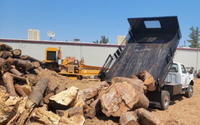 What Happens to the Trees and Debris After Hauling?