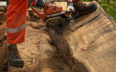 Exploring the Significance of Hiring Professional Stump Removal Services