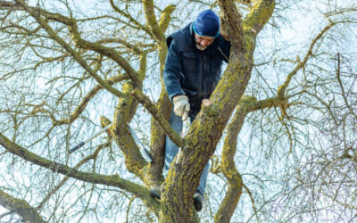 How Professional Tree Removal Services Can Save You Money