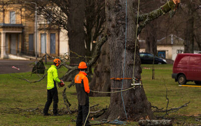 Why You Should Invest in Tree Trimming Services