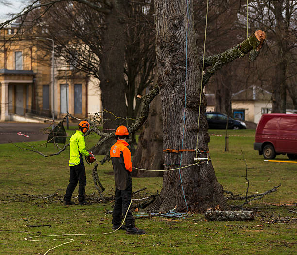 Why You Should Invest in Tree Trimming Services