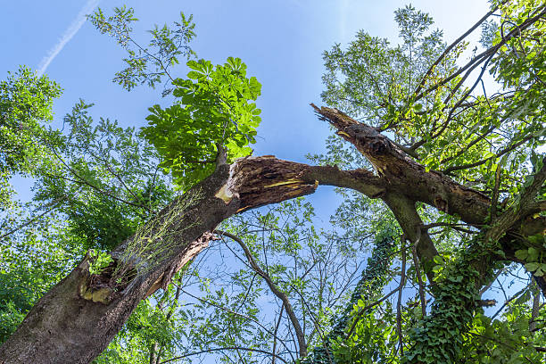 Choosing the Best Tree Service for Your Specific Needs: What to Consider