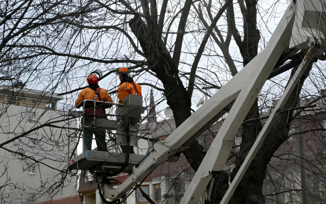 When Are Emergency Tree Services Necessary?