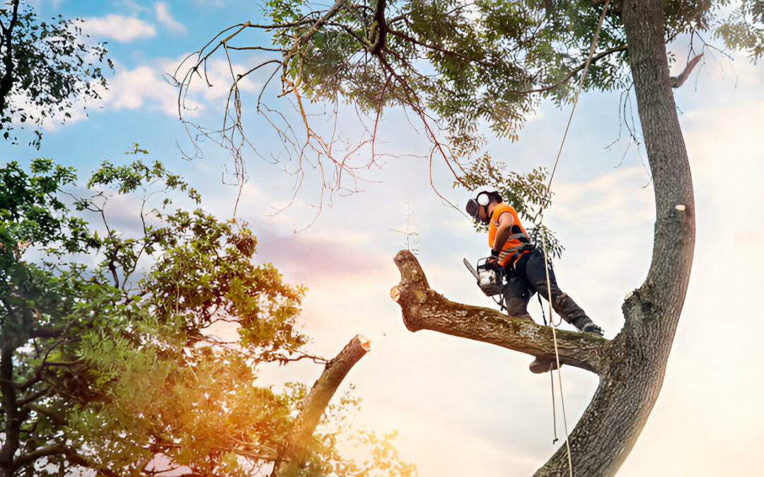 When Is the Best Time of Year for Tree Trimming?