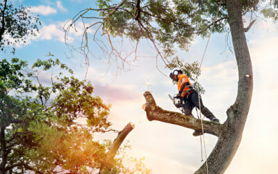 When Is the Best Time of Year for Tree Trimming?