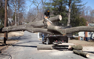 The Benefits of Regular Tree Maintenance for Property Value