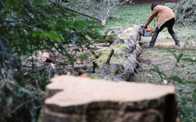 How Tree Removal Can Prevent Damage to Your Home