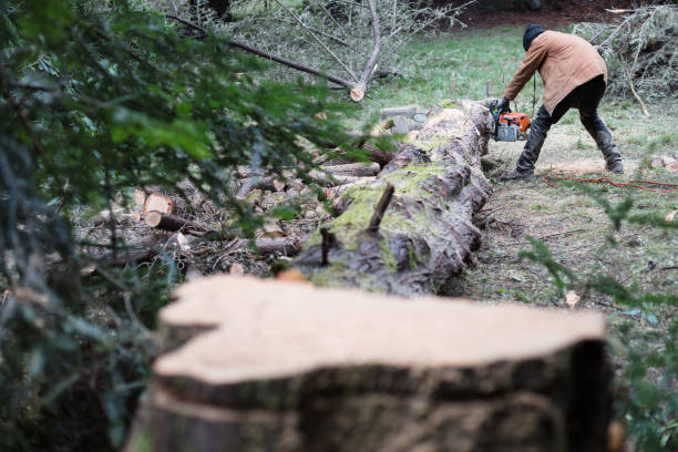 How Tree Removal Can Prevent Damage to Your Home