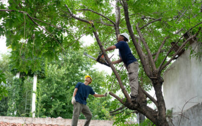 Understanding Tree Growth Patterns for Effective Trimming