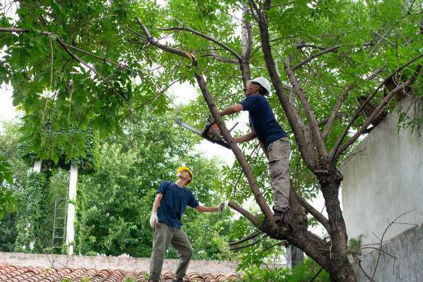 Understanding Tree Growth Patterns for Effective Trimming