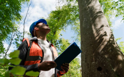 How Arborists Diagnose Tree Health Issues