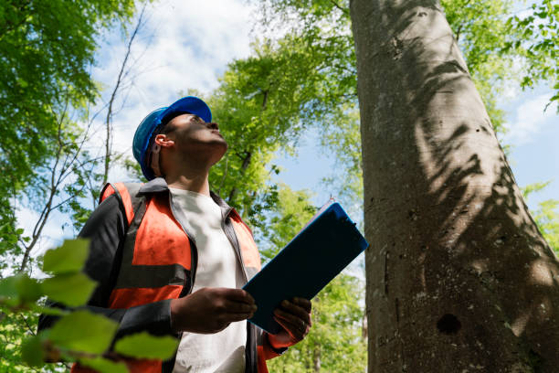 How Arborists Diagnose Tree Health Issues