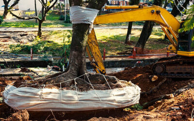 How to Choose a Reliable Tree Removal Company