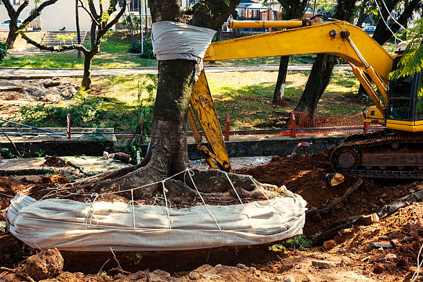 How to Choose a Reliable Tree Removal Company