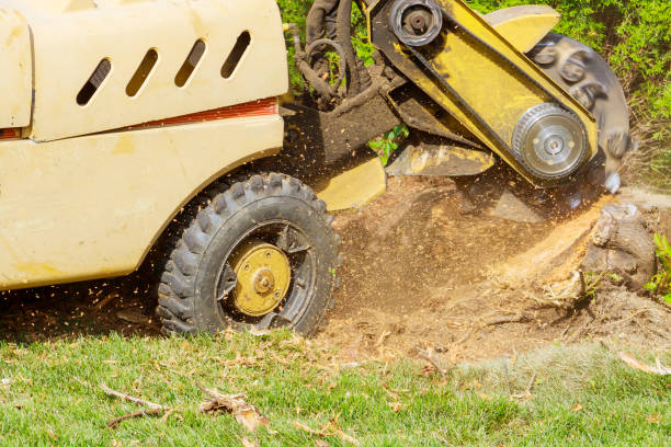 The Hidden Dangers of Leaving a Stump in Your Yard