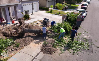 Why Storm-Damaged Trees Require Immediate Tree Removal
