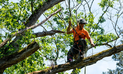 How Tree Removal Services Protect Your Property and Health