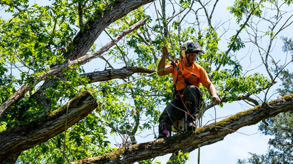 How Tree Removal Services Protect Your Property and Health