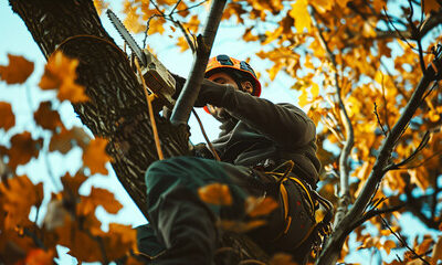 What to Expect During an Arborist Consultation