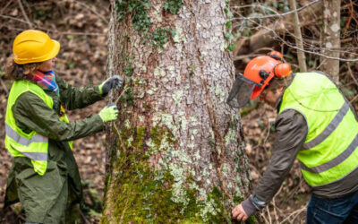 Essential Tree Care Tips for Every Season: Keeping Your Trees Healthy Year-Round