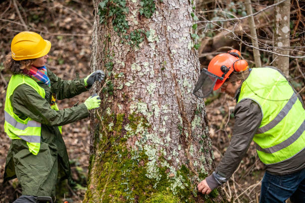 Essential Tree Care Tips for Every Season: Keeping Your Trees Healthy Year-Round