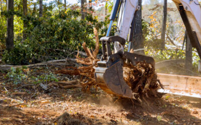 How to Choose the Right Service for Stump Removal