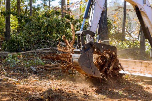 How to Choose the Right Service for Stump Removal