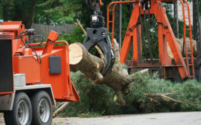 Understanding When It’s Time to Call a Tree Removal Service