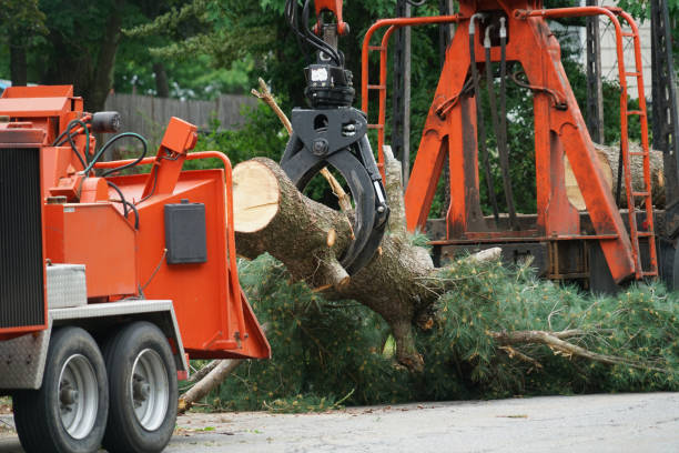 Understanding When It’s Time to Call a Tree Removal Service