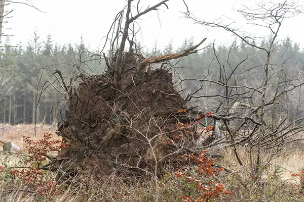 How Tree Services Can Help Mitigate Storm Damage