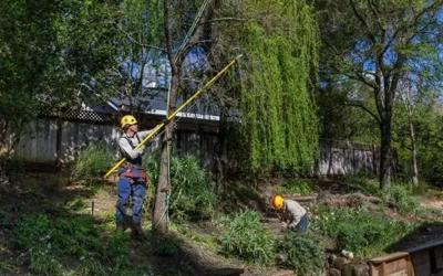 The Dangers of Over-Topping: Why It’s Not the Best Approach to Tree Trimming