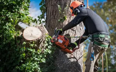 The Importance of a Reputable Tree Company