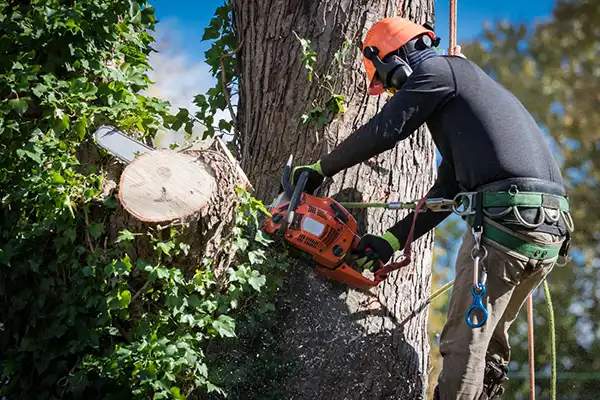 The Importance of a Reputable Tree Company