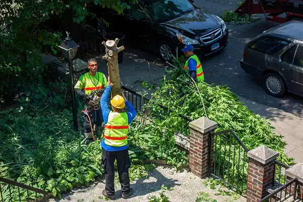 Why Hire a Professional for Tree Cutting Services