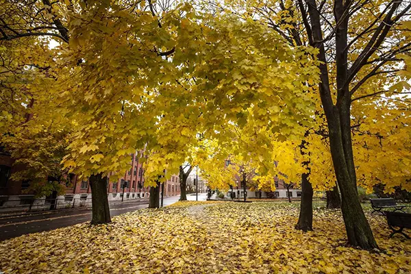 The Role of Tree Services in Sustainable Landscaping Practices