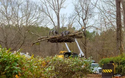 What to Expect from an Emergency Tree Service?