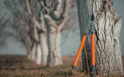 Why Should You Hire a Professional for Tree Pruning?