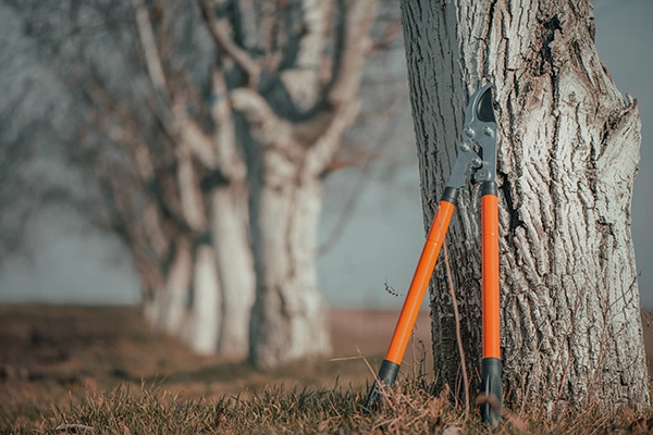 Why Should You Hire a Professional for Tree Pruning?