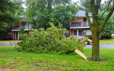 How Can a Tree Company Help with Storm Damage Cleanup?