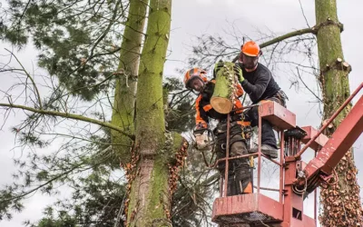 Why Your Business Needs a Professional Commercial Tree Service