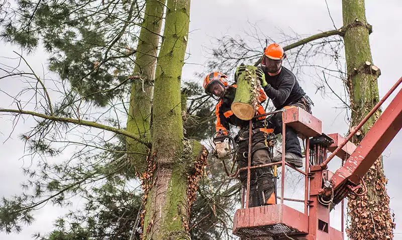 Why Your Business Needs a Professional Commercial Tree Service