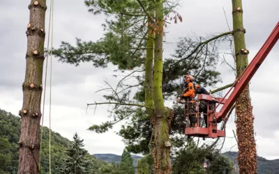 How to Choose the Right Tree Company for Your Landscaping Needs