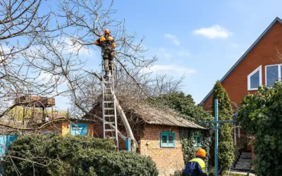 Why Tree Pruning is Crucial for Fruit Bearing Trees