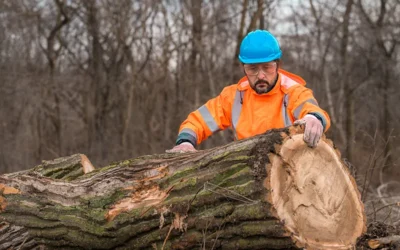 When to Call for Tree Removal Service: Signs Your Tree Needs to Go