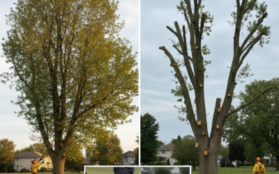 How Do You Know Which Tree Trimming Method to Choose?